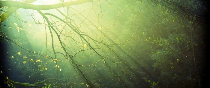 Sunlight filtering through forest branches