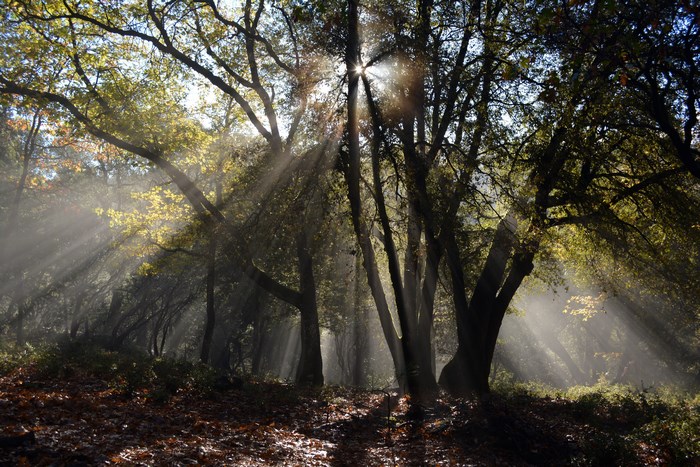 Sunlight streams through trees in a forest