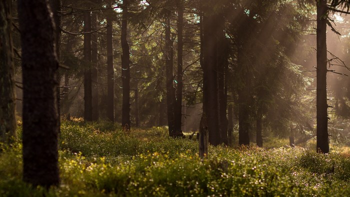 Sunlight filtering through a dark forest with green undergrowth
