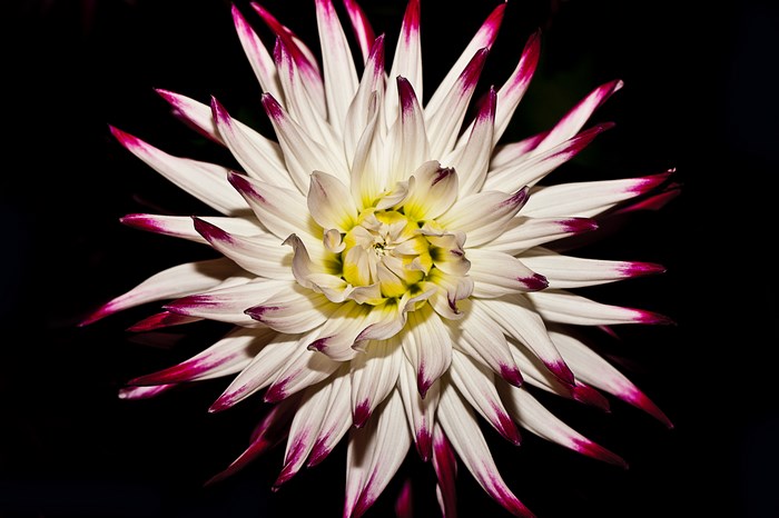 White Dahlia flower with pink tips on black background