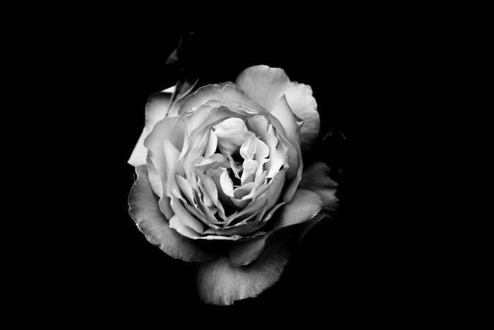 Black and white rose on a black background