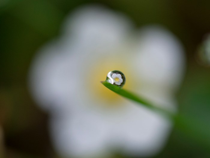 Macro water drop reflecting a white flower on a blade of grass