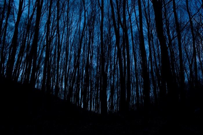 Silhouetted Trees Against Deep Blue Night Sky