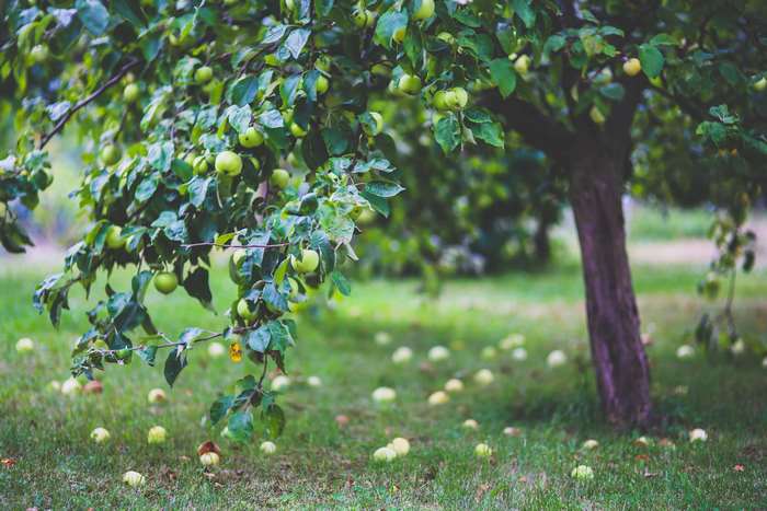 Apple tree with fallen apples on grass