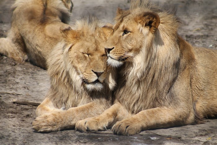Two Lions Resting Closely Together
