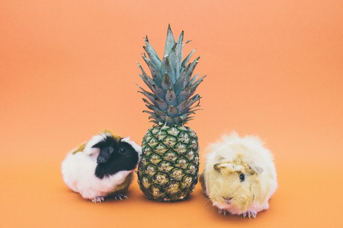 Two guinea pigs and a pineapple on an orange background
