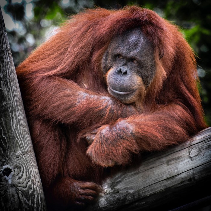 Orangutan resting on a wooden branch