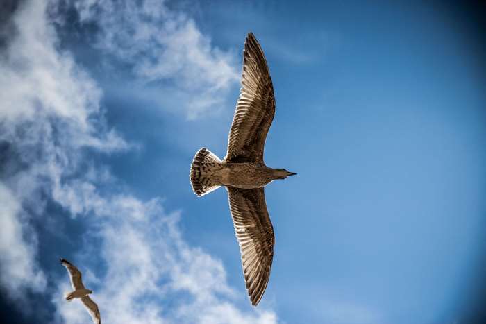 Two seagulls flying in a blue sky with clouds