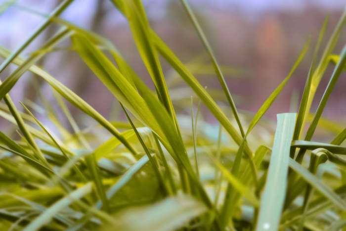 Green grass macro photography 4K