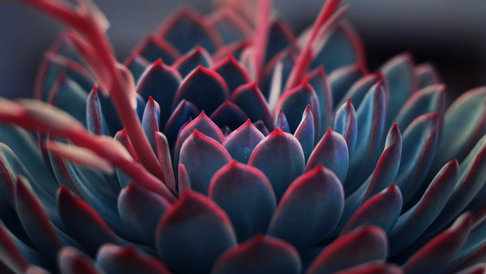 Close up of a blue and red succulent plant