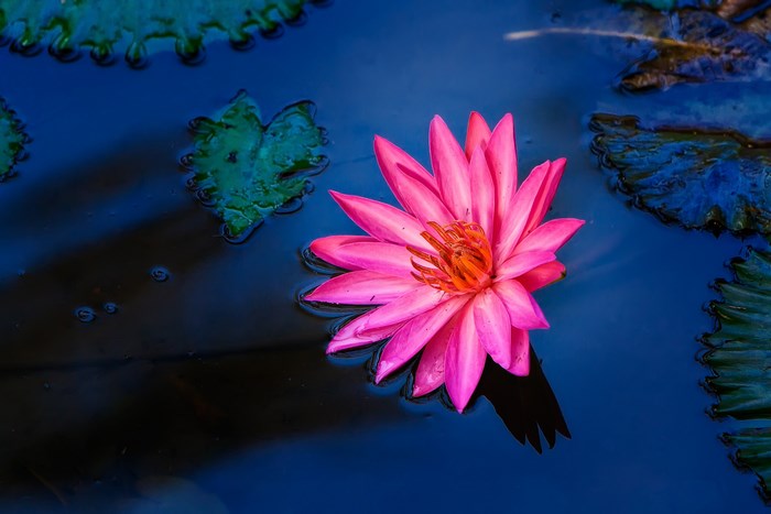 Pink water lily floating on dark blue water