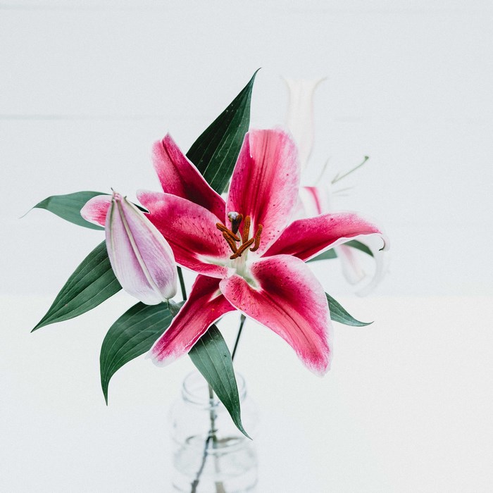 Pink lily flower in a glass vase