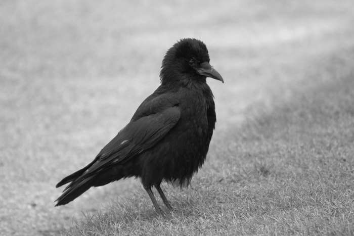 Black crow bird with feathers 4k