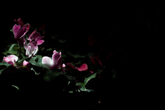Pink and white cyclamen flowers in darkness