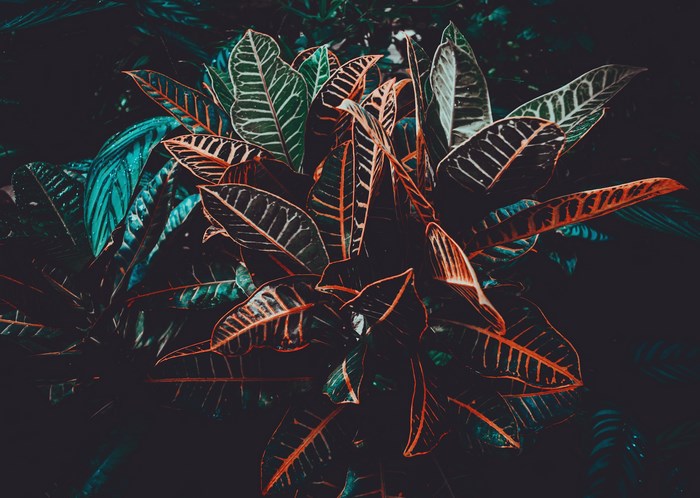 Dark leaves with orange and green veins