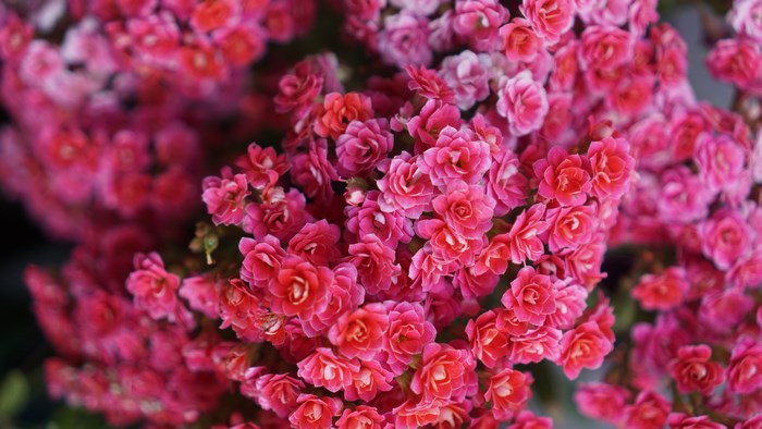 Vibrant Cluster of Pink and Red Roses in Bloom