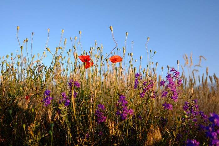 Red poppies and purple wildflowers in a field