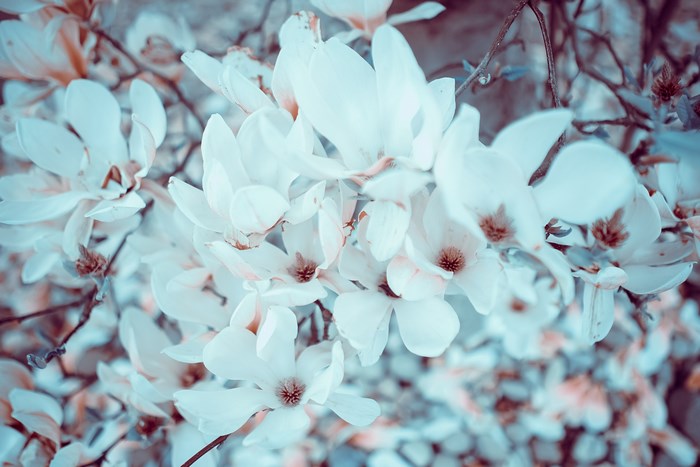 Close-up of white magnolia flowers in bloom