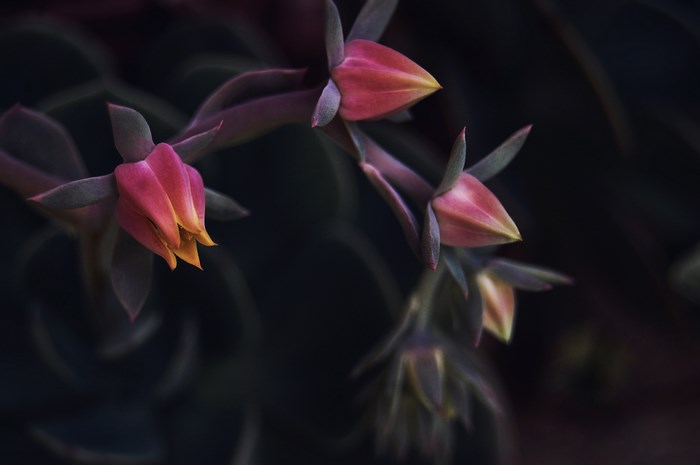Close-up of pink and yellow succulent flower buds