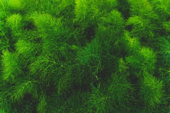 Close-up of dense green fern fronds