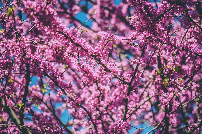 Pink blossoms on branches against a blue sky