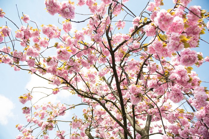 Pink cherry blossoms against a blue sky