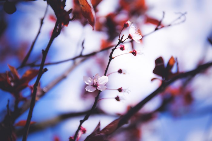 Pink cherry blossom flowers on a branch