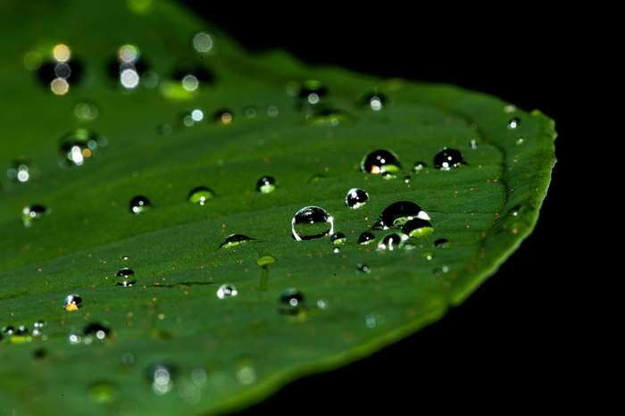 Close up of water drops on a green leaf 4K