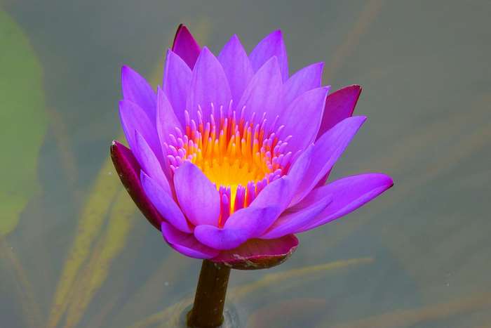 Purple water lily with yellow center in 4K