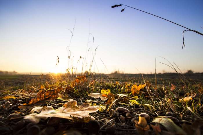 Autumn leaves and grass at sunrise
