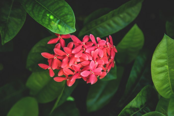 Close-up of a cluster of red Ixora flowers with green leaves
