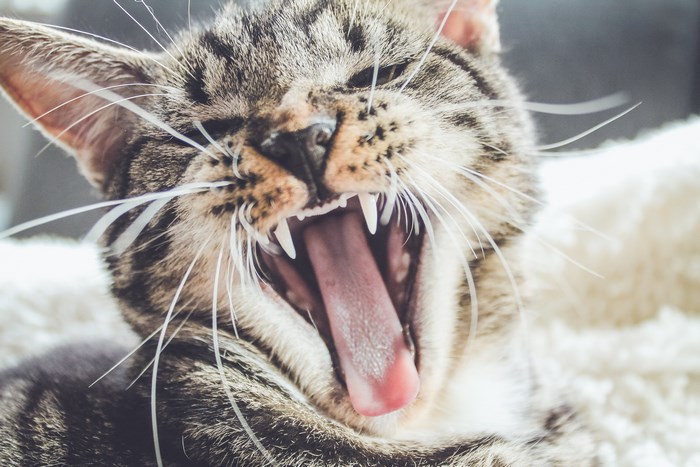 Close up of a tabby cat yawning showing teeth