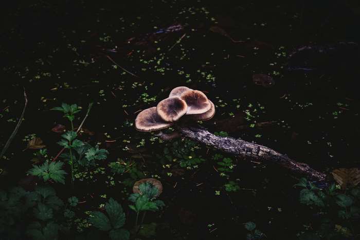 Mushrooms growing on a log in dark water
