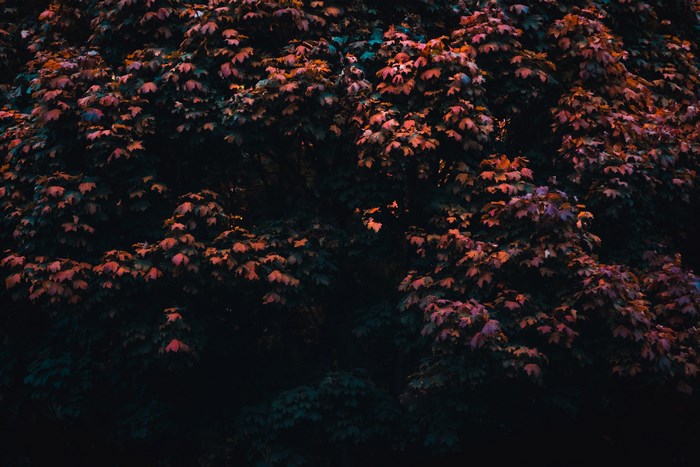 Dark moody foliage with red and purple leaves