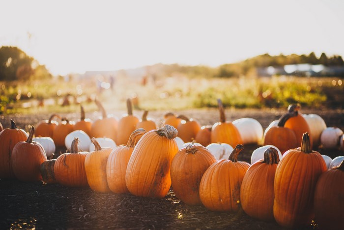 Pumpkins in a field during golden hour