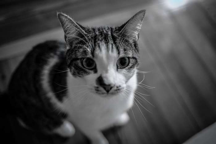 Close up of a black and white cat face