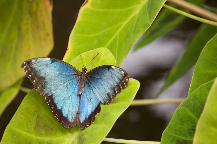 Blue butterfly on a green leaf