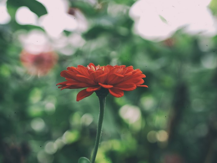 Red Gerbera Flower in a Garden