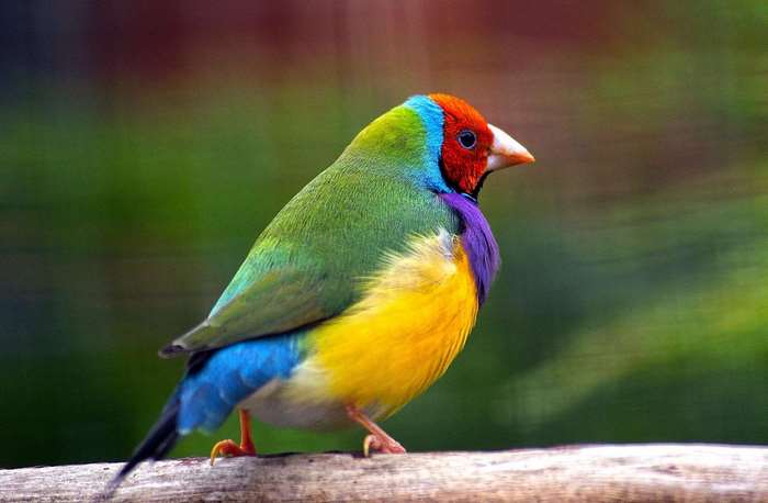 Gouldian finch perched on a branch