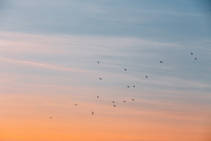 Flock of birds flying in a pastel sunset sky