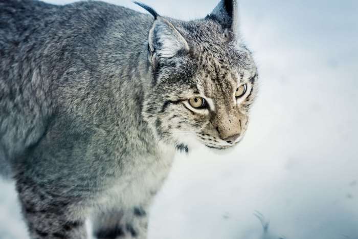 Close up of a lynx in the snow