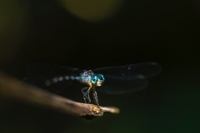 Close up of a blue dragonfly on a twig