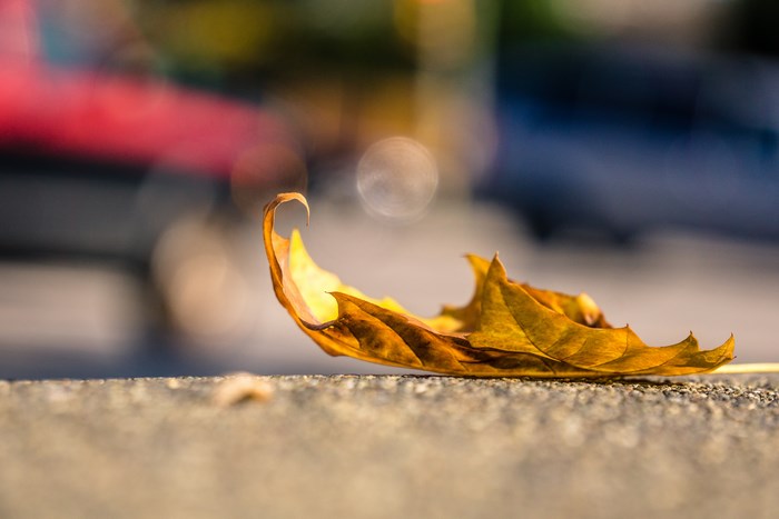 Golden autumn leaf on a textured surface with bokeh background