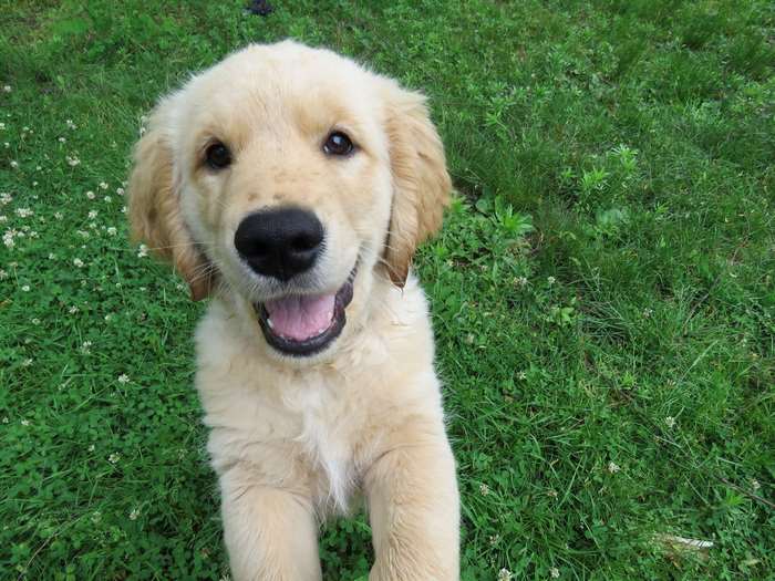 Happy Golden Retriever Puppy Playing on Grass 4K