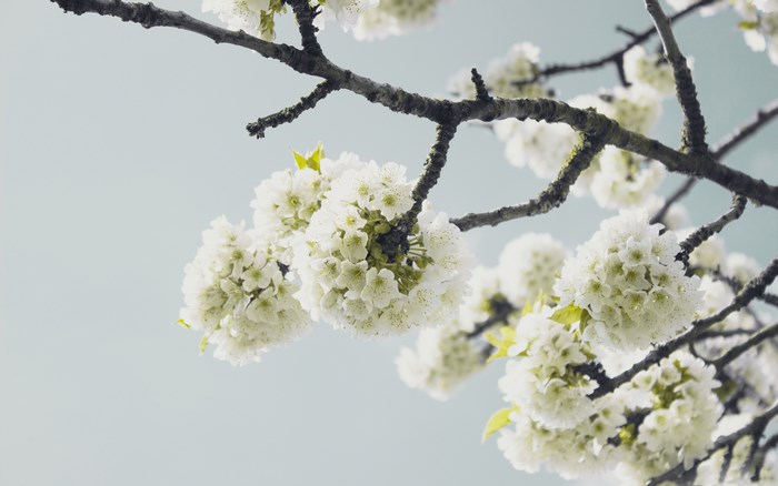 White cherry blossoms on a tree branch against a light blue sky