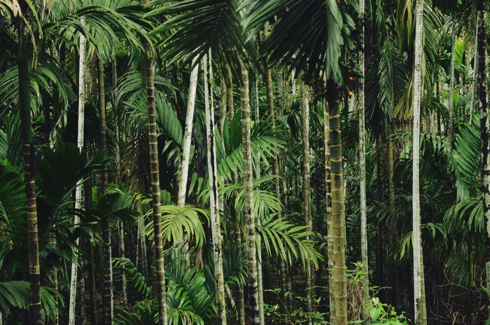 Dense tropical palm forest with tall trees