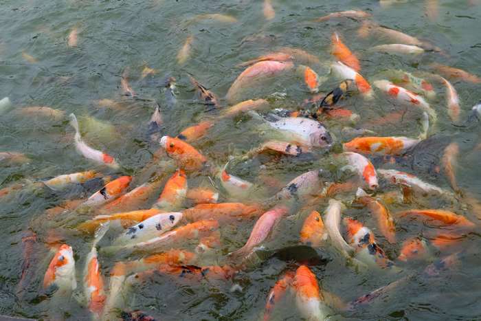 A large school of koi fish swim in a pond