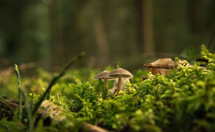 Mushrooms and moss on the forest floor 4K