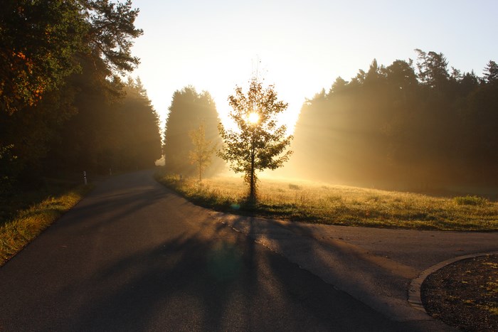 Golden Autumn Sunset on a Quiet Forest Road