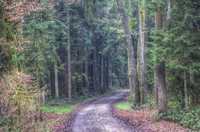 A dirt path winds through a dense forest with tall trees